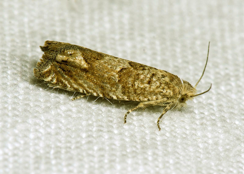 Tortricidae: Pelochrista hepatariana